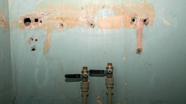 Best Mold removal after water damage  in USA